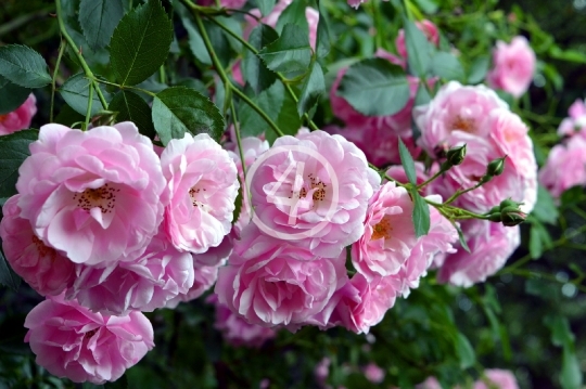 Pink rose bush