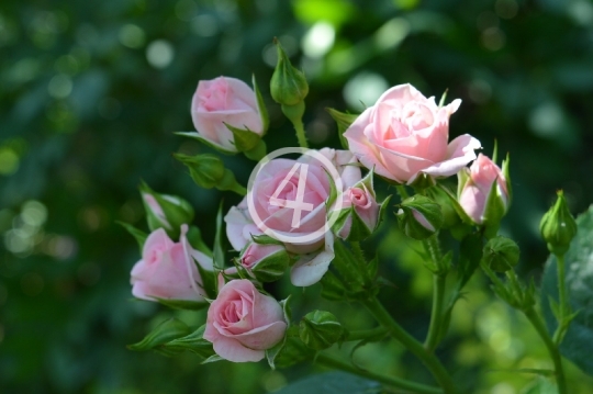 Pink rose bush