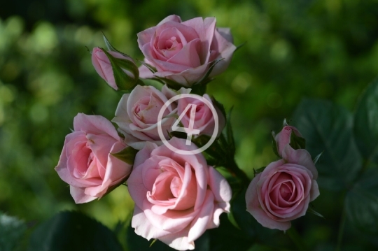 Pink rose bush