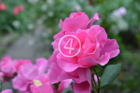 Pink rose bush