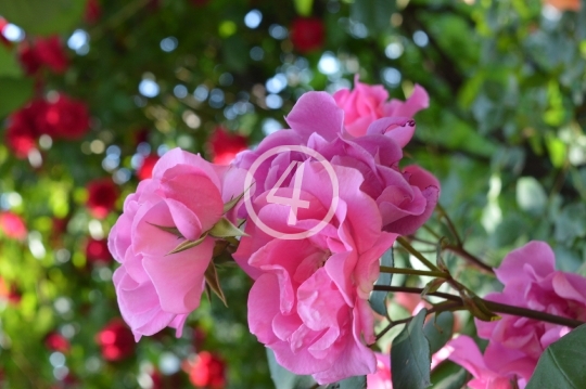 Pink roses