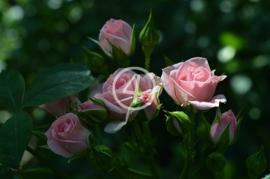 Pink roses