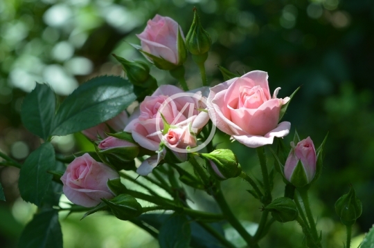 Pink roses