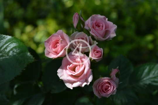 Pink roses