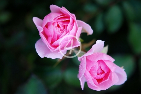 Pink roses