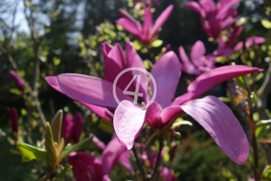 Pink tree blossom