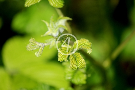 Plant bloom