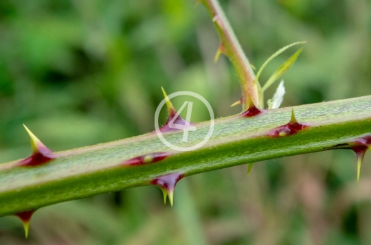 Plant thorns 1