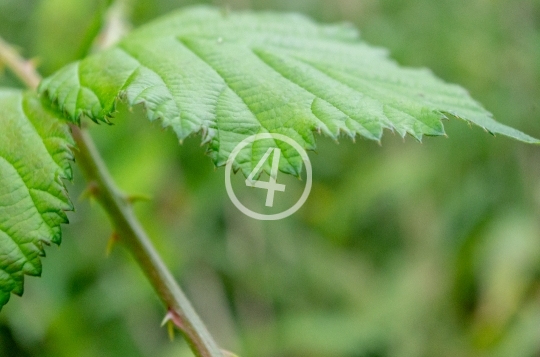 Plant thorns 2