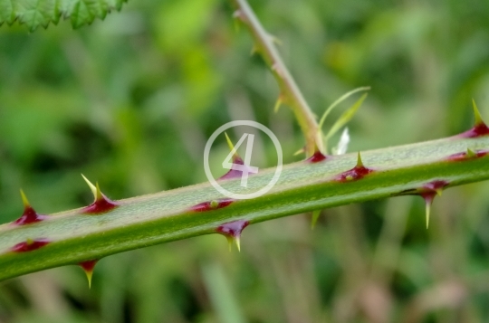 Plant thorns 3