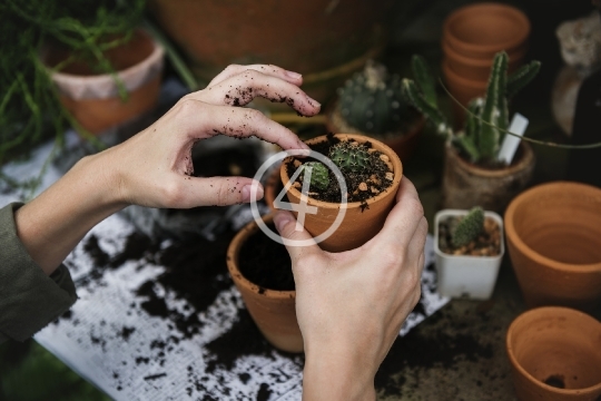 Planting