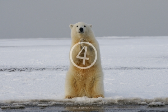 Polar bear