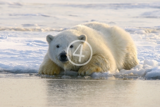 Polar bear