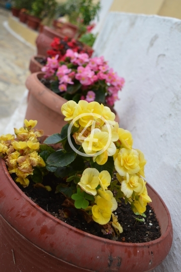 Potted flower variety