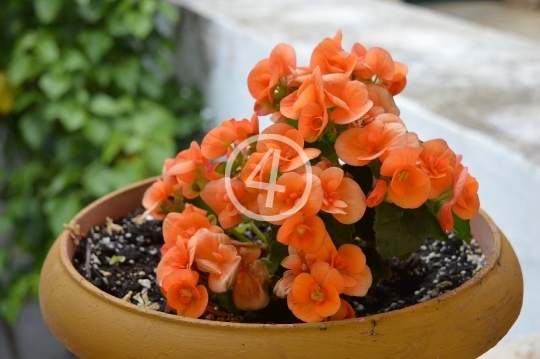 Potted flowers