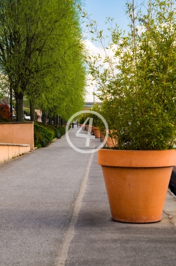 Potted plants