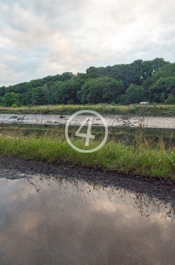 Puddle grass reflection