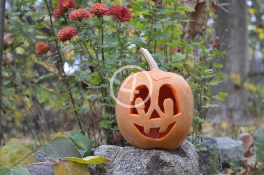 Pumpkin selfie