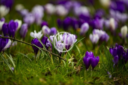 Purple bloom