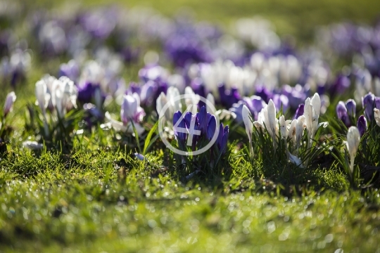 Purple bloom