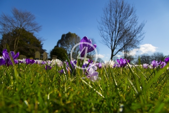 Purple bloom