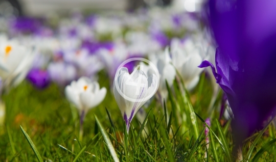 Purple bloom