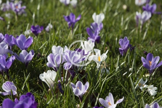 Purple bloom