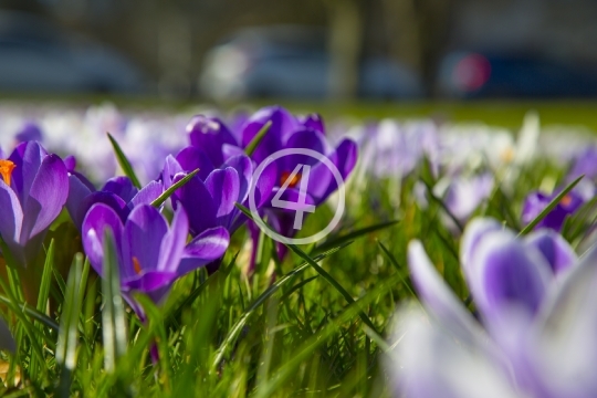 Purple bloom