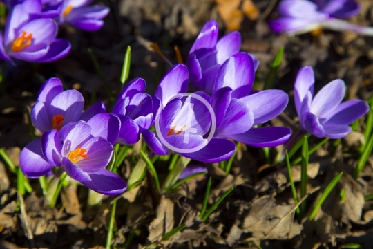 Purple bloom