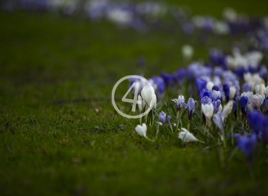 Purple bloom