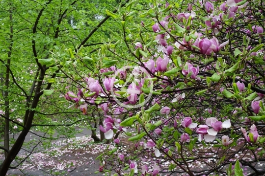 Purple blossoms 