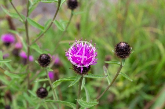 Purple bud  in bloom