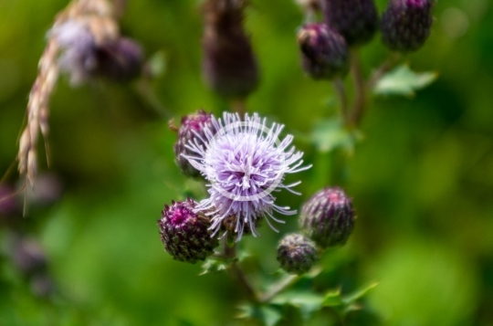 Purple buds 1