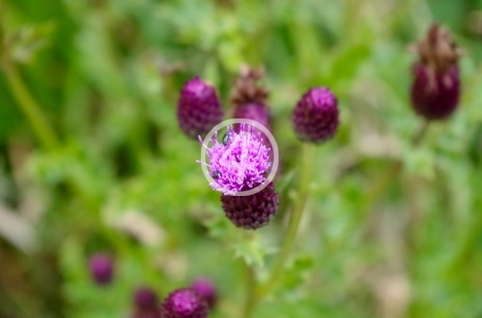 Purple buds