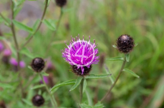 Purple buds