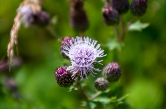 Purple buds 2