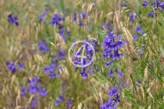 Purple field flowers