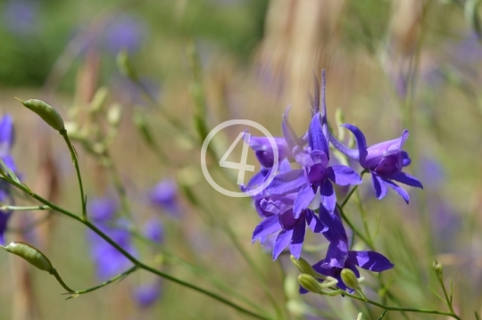 Purple field flowers