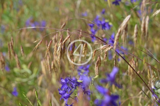 Purple field flowers