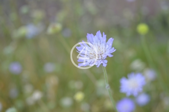 Purple flower