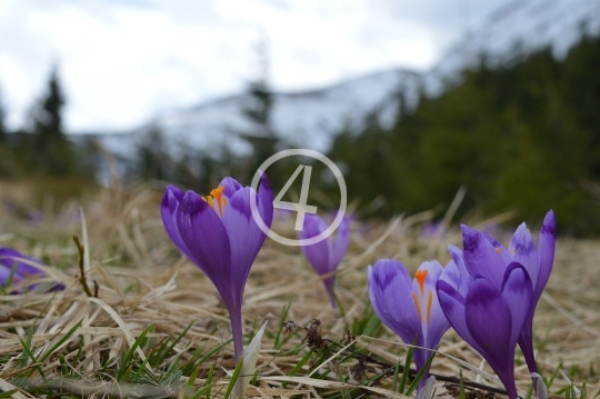 Purple flower blooms