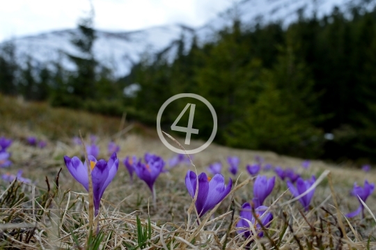 Purple flower blooms