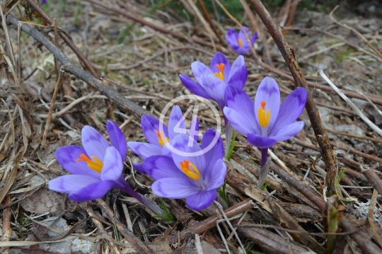 Purple flower blooms