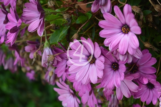 Purple flowers