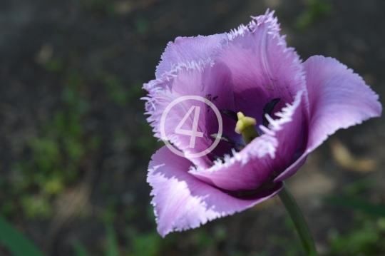 Purple flowers