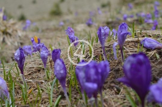 Purple flowers