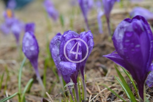 Purple flowers