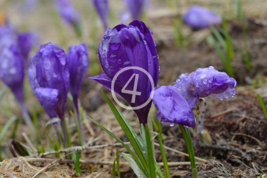 Purple flowers