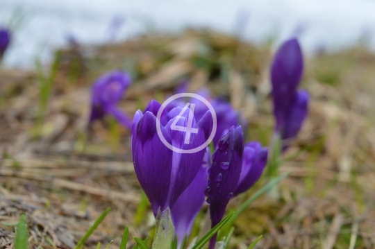 Purple flowers