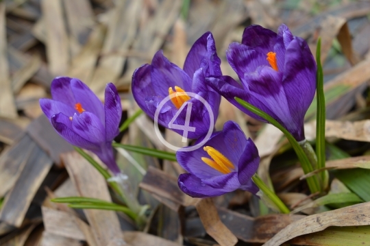 Purple flowers